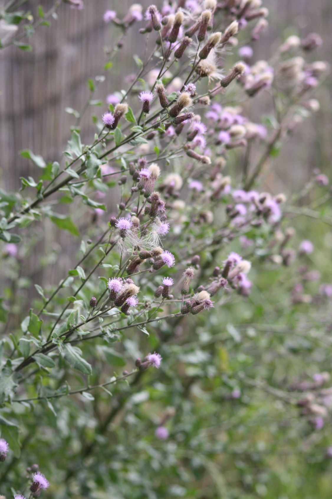 Cirsium arvense